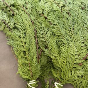 Red Cedar Branches