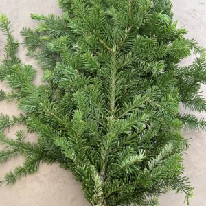 Silver Fir Branches